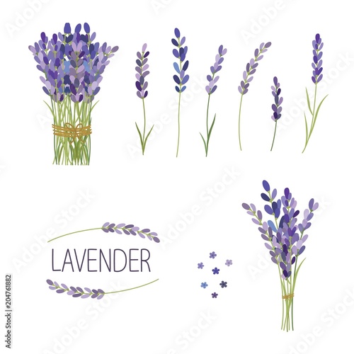 Set of lavender flowers elements. Collection of lavender flowers on a white background.