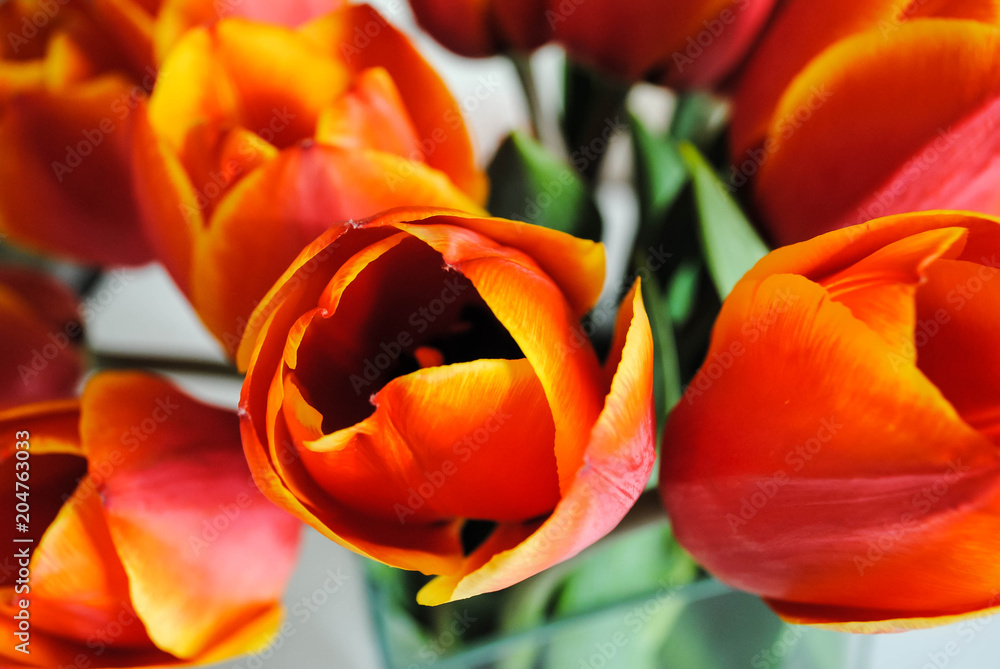 Bouquet of tulips Bouquet of tulips