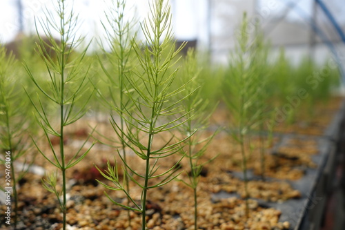 アスパラガスの苗