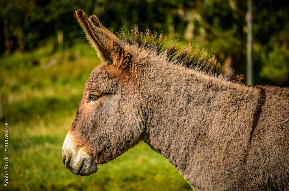 Fototapeta premium Donkey