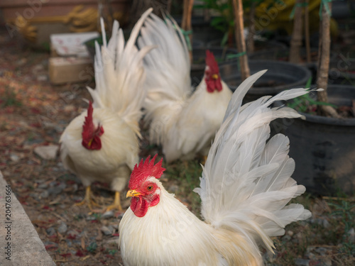 White Bantams and Shadow Standing © wichatsurin