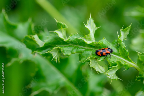 Red and black froghopper (Cercopis vulnerata) on a green leaf