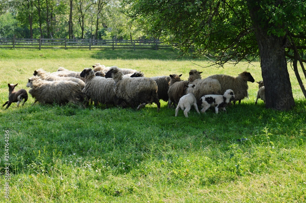 sheep and lambs in the meadow
sheep and lambs in the meadow