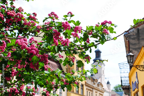 A branch with flowers and a house