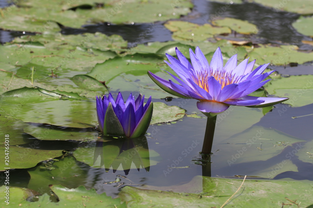 Close up transparency purple lotus flowers and reflection in the loyus pond Close up transparency purple lotus flowers and reflection in the loyus pond
