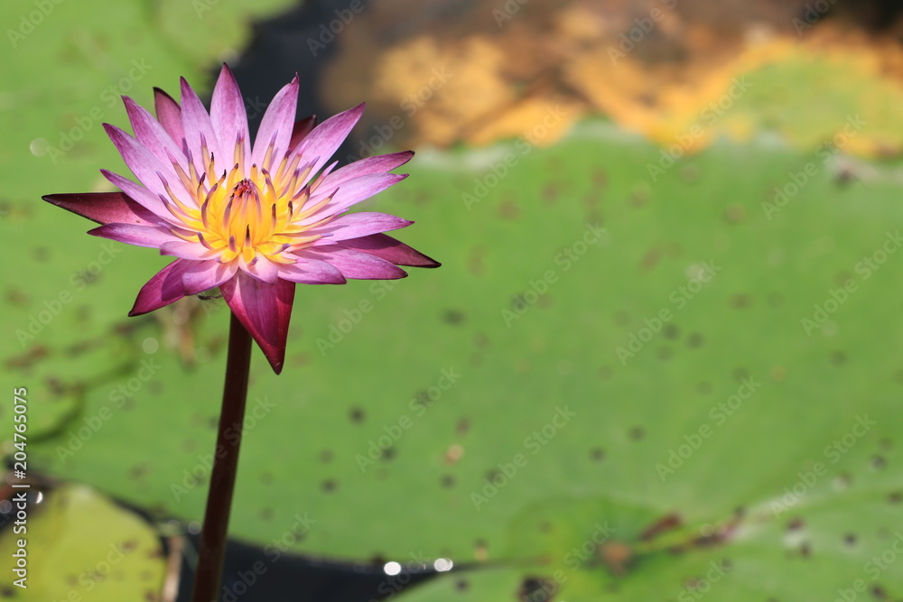 Close up transparency purple lotus flower and reflection in the loyus pond Close up transparency purple lotus flower and reflection in the loyus pond