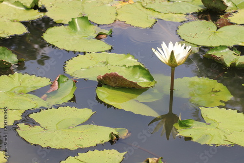 Close up transparency white lotus flower and reflection in the loyus pond photo