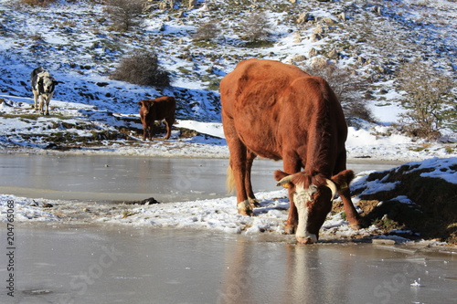 dog shepherd with cows in the snow