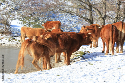 dog shepherd with cows in the snow