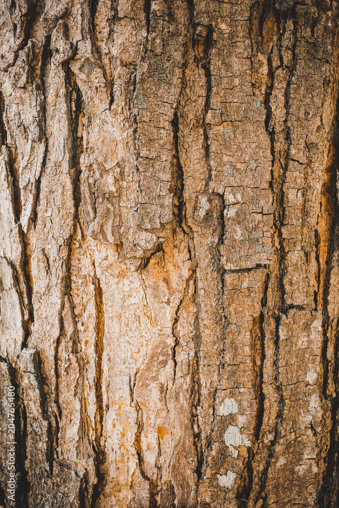 Bark on the trunk of the tree Bark on the trunk of the tree