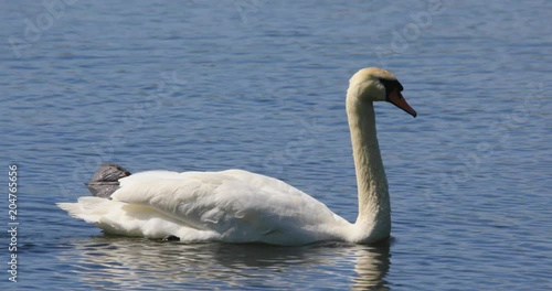 Single Mute Swan bird on a pond water surface in spring nesting period photo