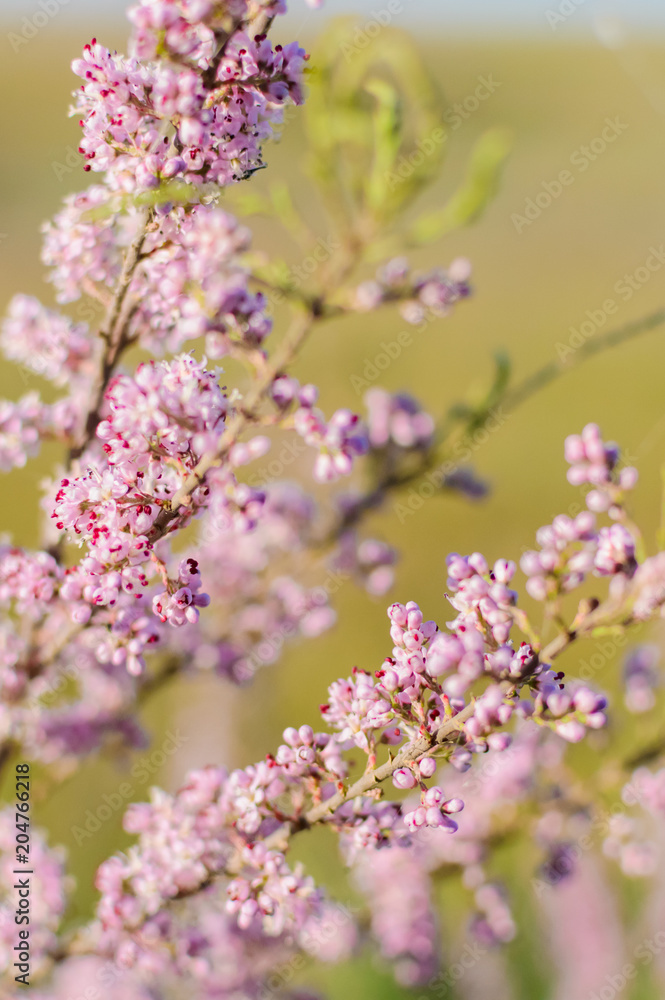 tamarisk blooms with pink flowers close-up selective focus