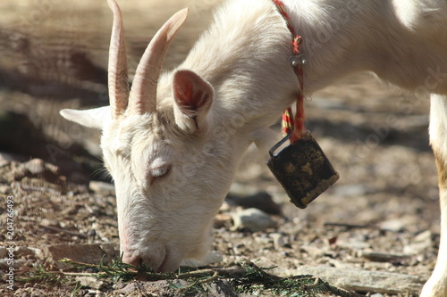 goat grazing close-up