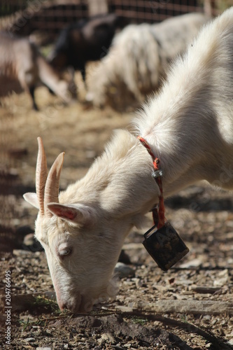 goat grazing close-up