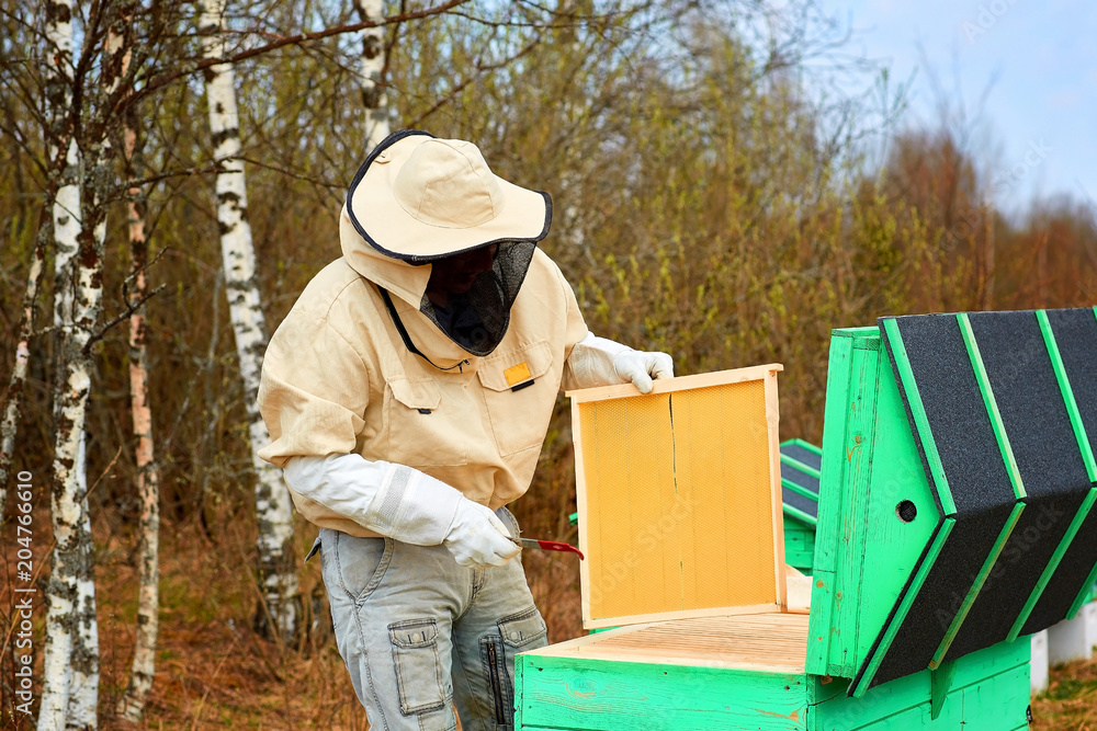 beekeeper bee cleans the hive in the woods beekeeper bee cleans the hive in the woods