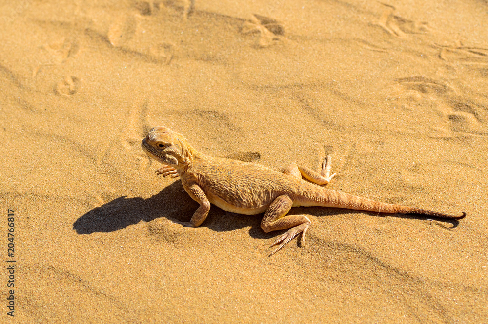 Spotted toad-headed Agama on sand