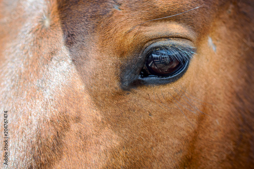 Close up of brown horse eye