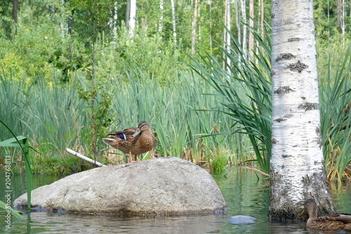 Duck on a large stone in the lake or pond near birch on background of reeds sunny summer day