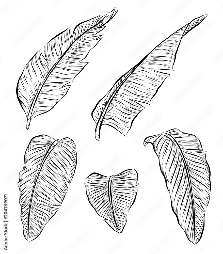 Bird of paradise plant vector on white background.Palm leaf art highly detailed in line art style. Bird of paradise plant vector on white background.Palm leaf art highly detailed in line art style.