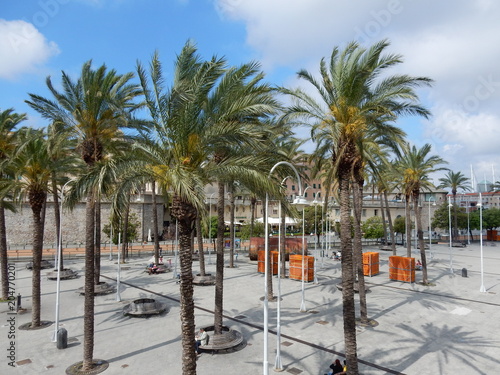 le palme nel piazzale del porto antico di genova photo