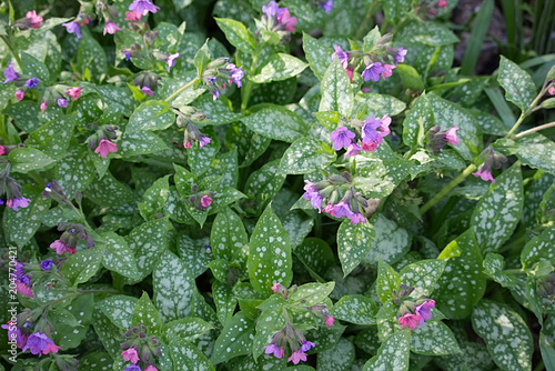 Purple and pink flowers on forest floor photo