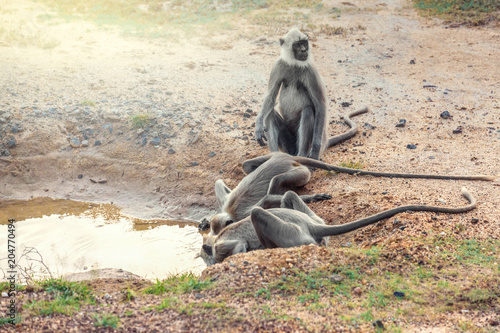 a flock of monkeys at the watering hole in the Yala National Park, Sri Lanka photo