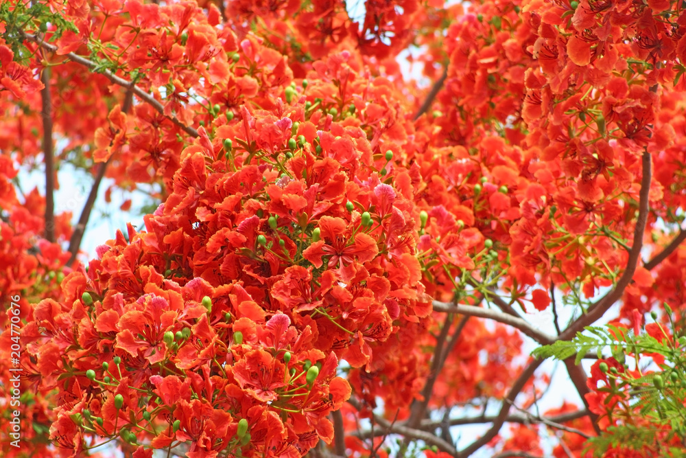 Colorful red flowers blooming,The Flame Tree on sky background