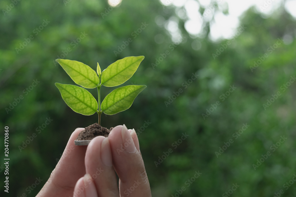 close-up hand of person holding coin with soil and young plant on the top in soft nature background. close-up hand of person holding coin with soil and young plant on the top in soft nature background.