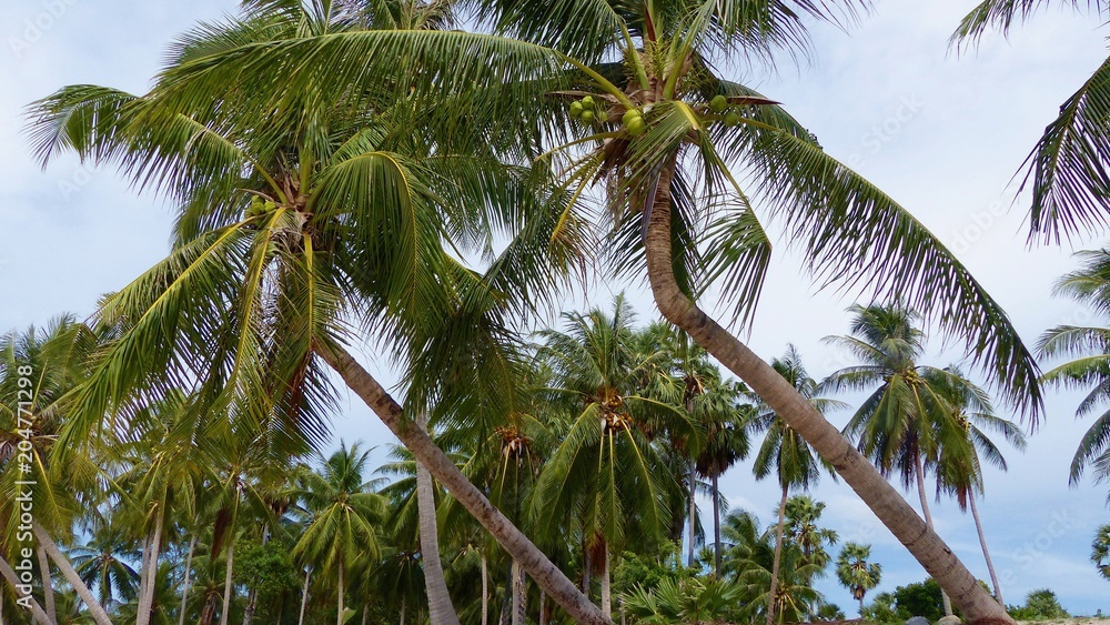Fototapeta premium Palme, Kokuspalme, Königspalme