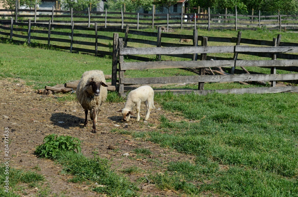 Obraz premium sheep and lambs in the meadow 