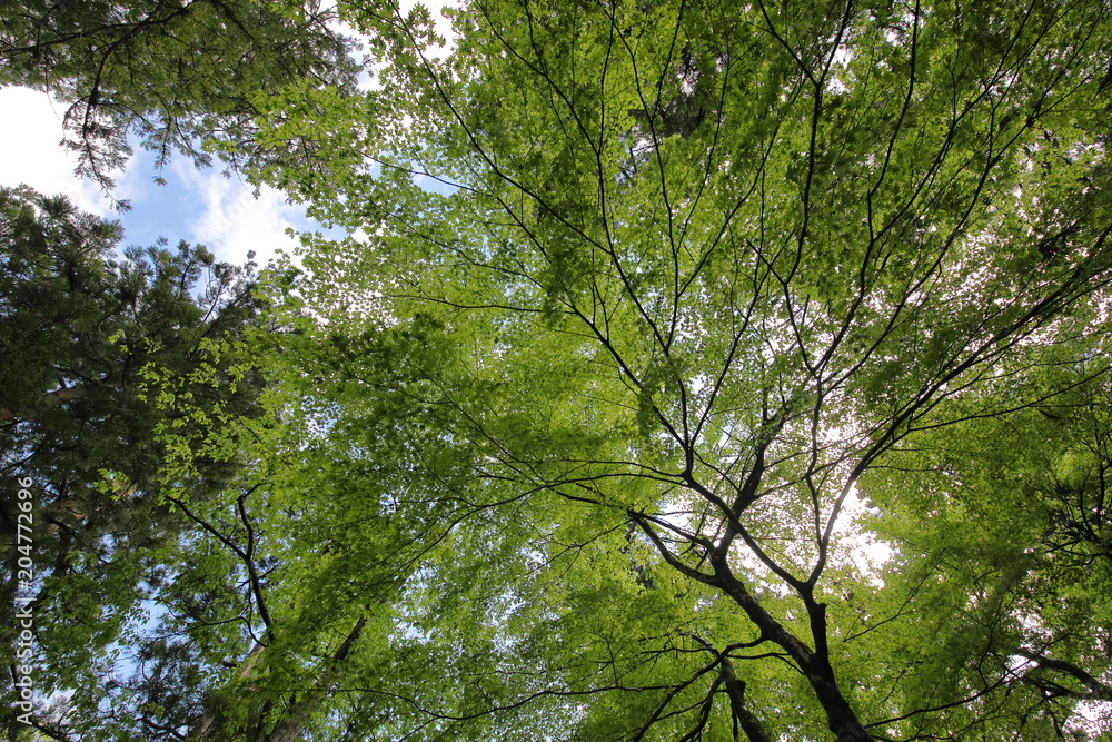 Obraz premium Green leafs tree ceiling background
