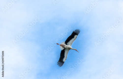 Stork single in flight isolated on blue sky Background © Alice_D