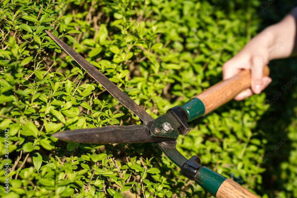 Obraz premium Pruner cutting a hedge