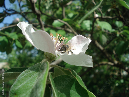 Bee close-up on a flower of a quince tree.