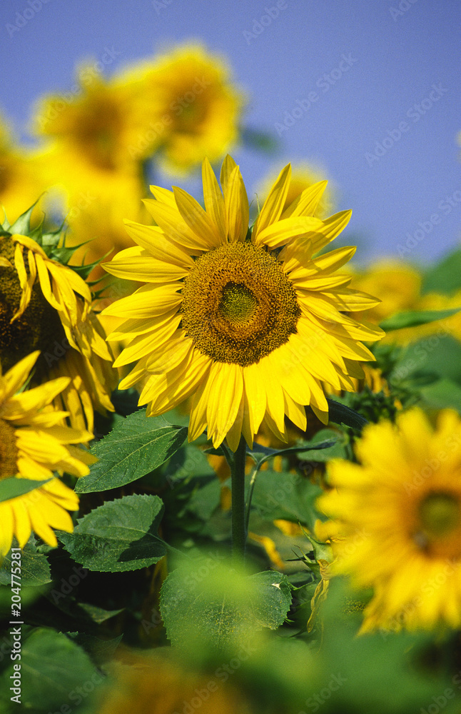 Fototapeta premium Sonnenblume