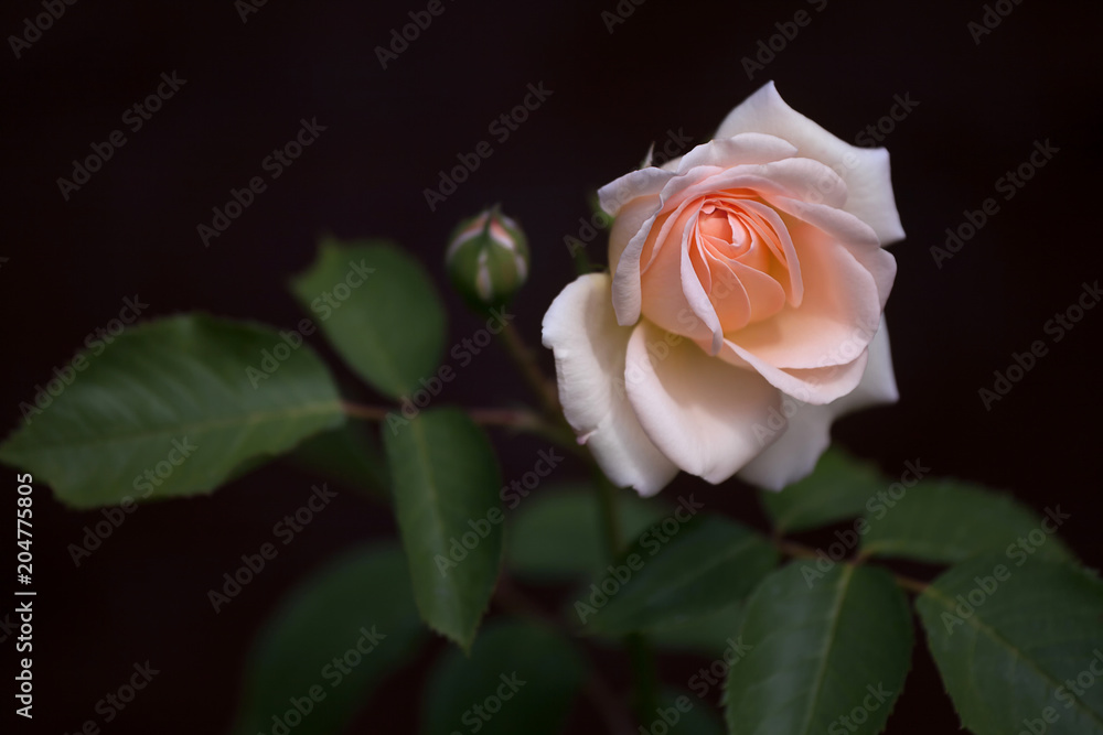 frische Rosenknospe frische Rosenknospe