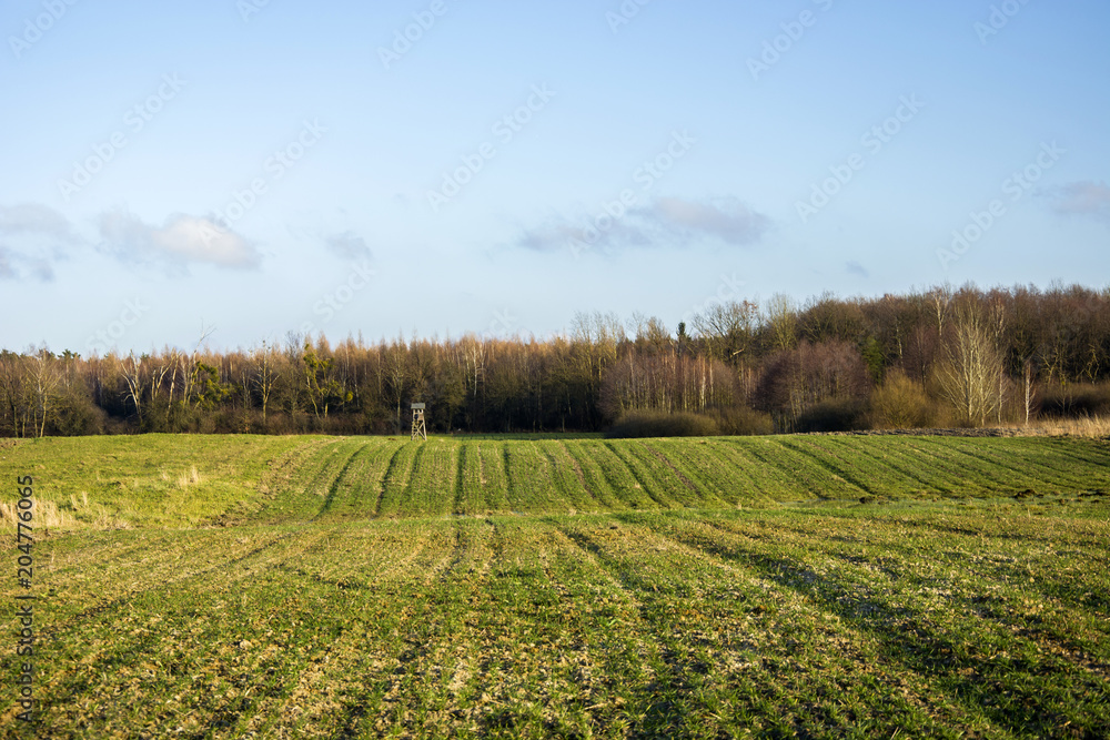 Green field, forest and blue sky