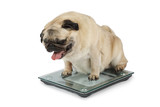 Fat Pug dog weighting on floor scales in a studio