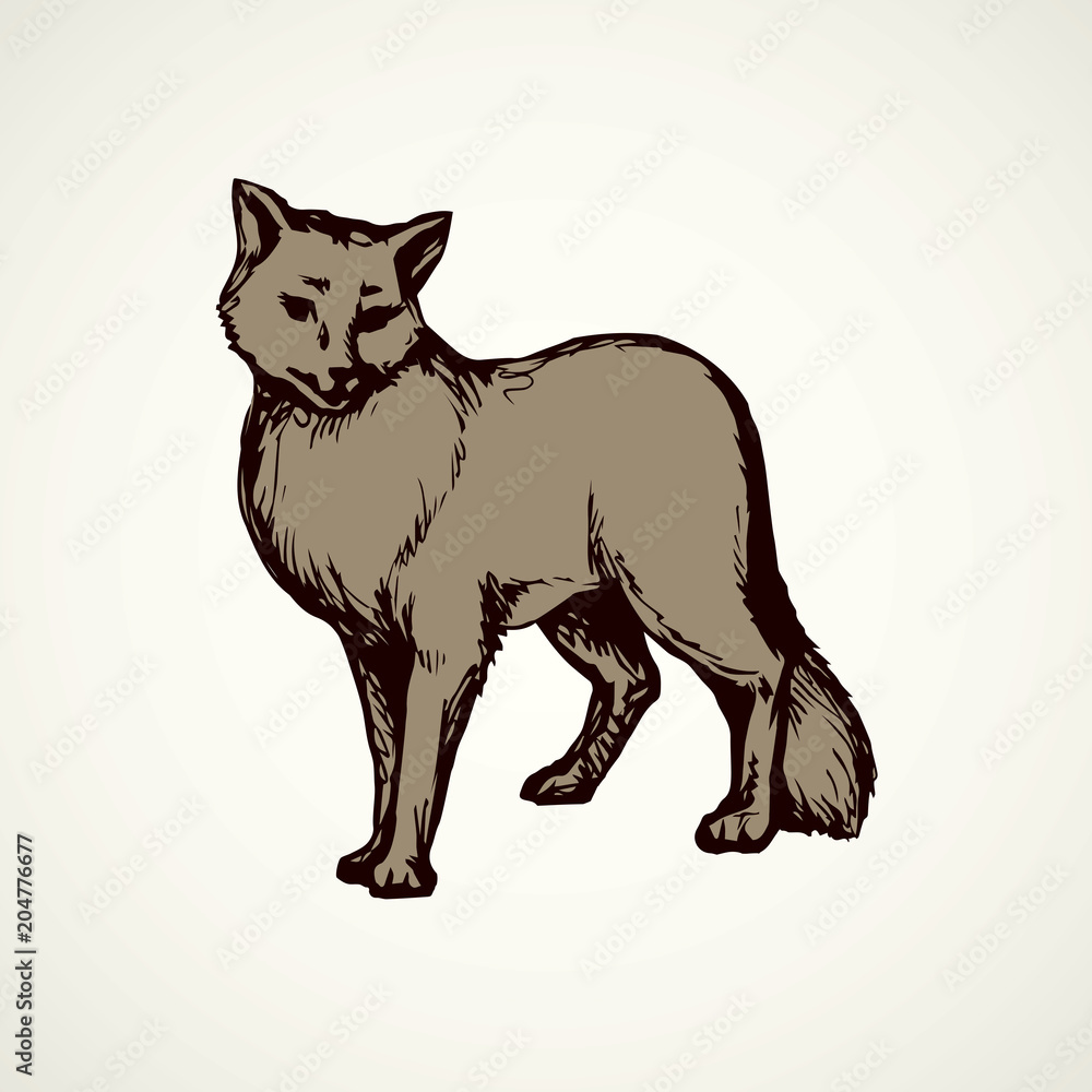 Wolf. Vector drawing