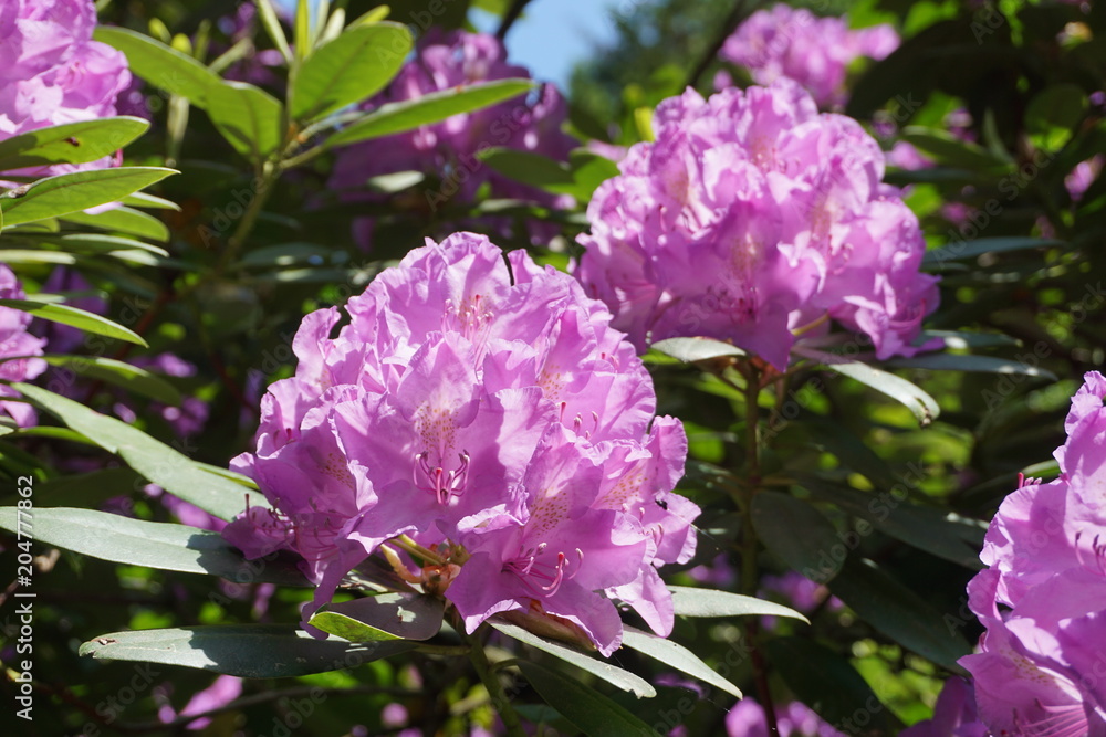 Fototapeta premium Rhododendren Blüte lila