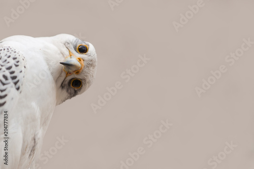 Portrait of a Gyr Falcon (Falco rusticolus) with funny head rotation. Copy space