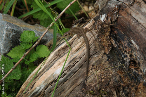 Lacerta agilis  sand lizard in Walenstadt