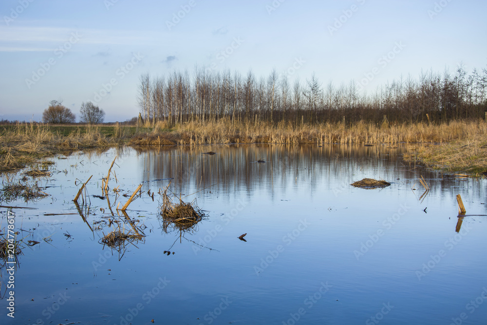 Fototapeta premium Wetlands, woods and blue sky