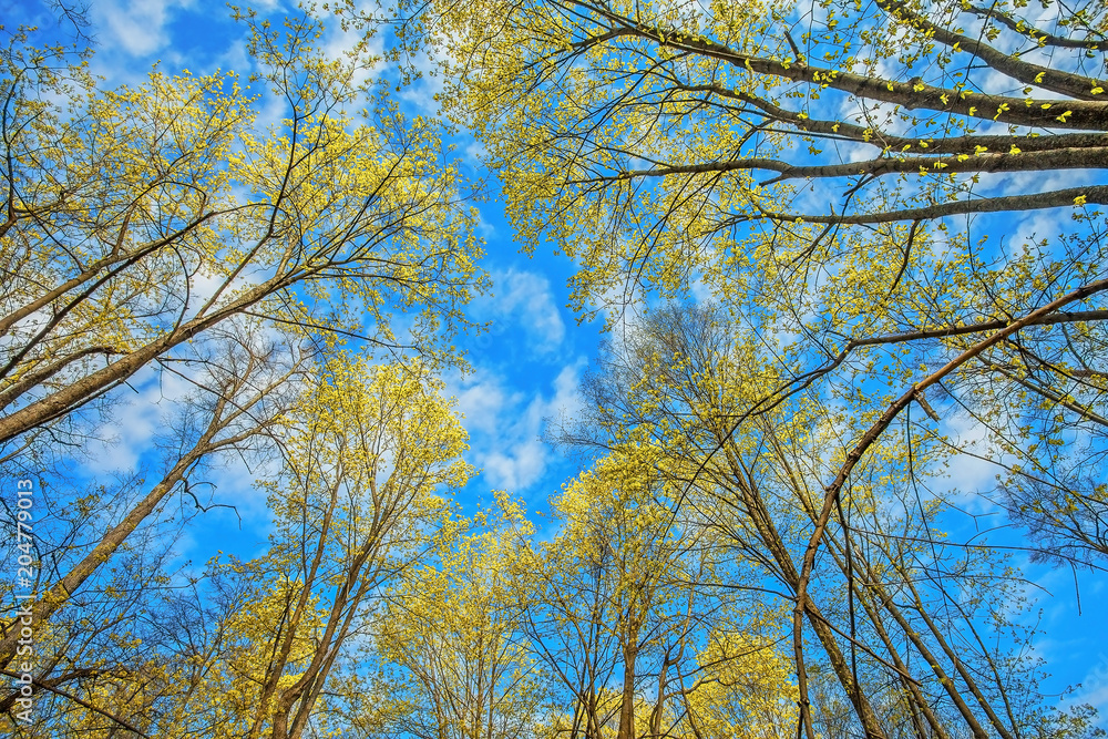 tree view from bottom to top with yellow green foliage on blue sky background tree view from bottom to top with yellow green foliage on blue sky background