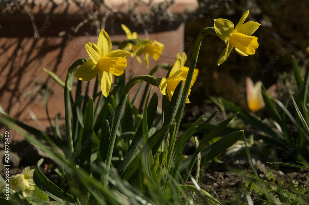 Fototapeta premium Dwarf daffodils in herbaceous border, Swiss cottage garden
