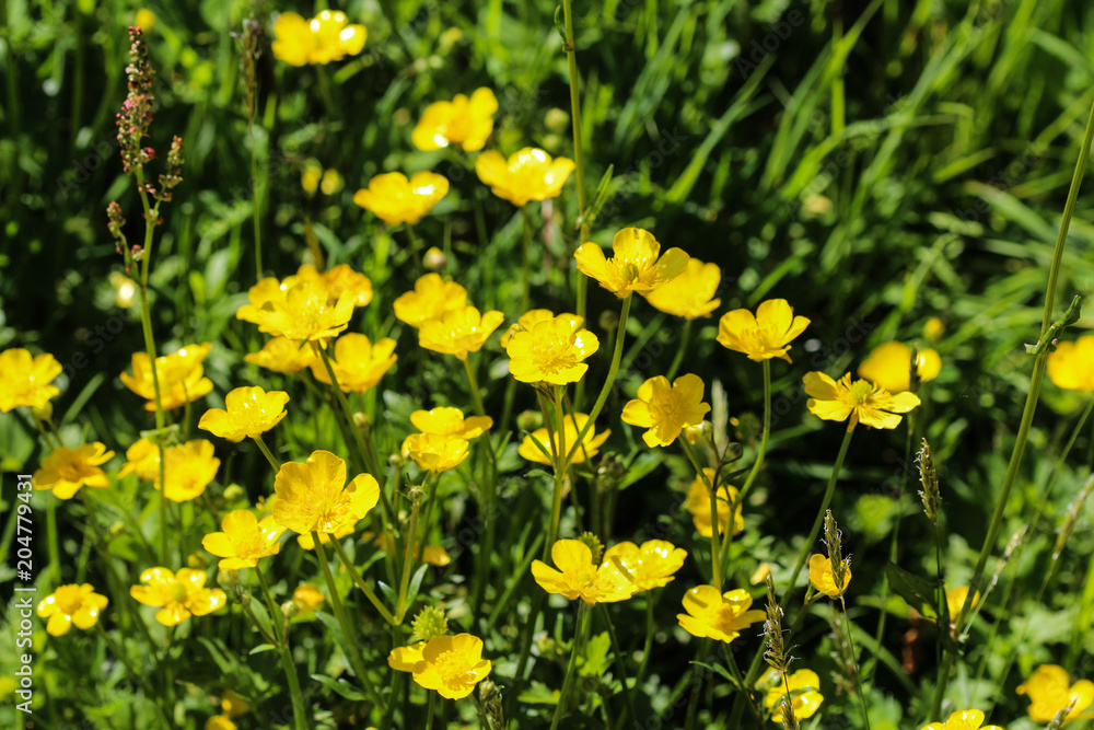 common meadow buttercup or tall buttercup (Ranunculus acris) blooming in spring common meadow buttercup or tall buttercup (Ranunculus acris) blooming in spring