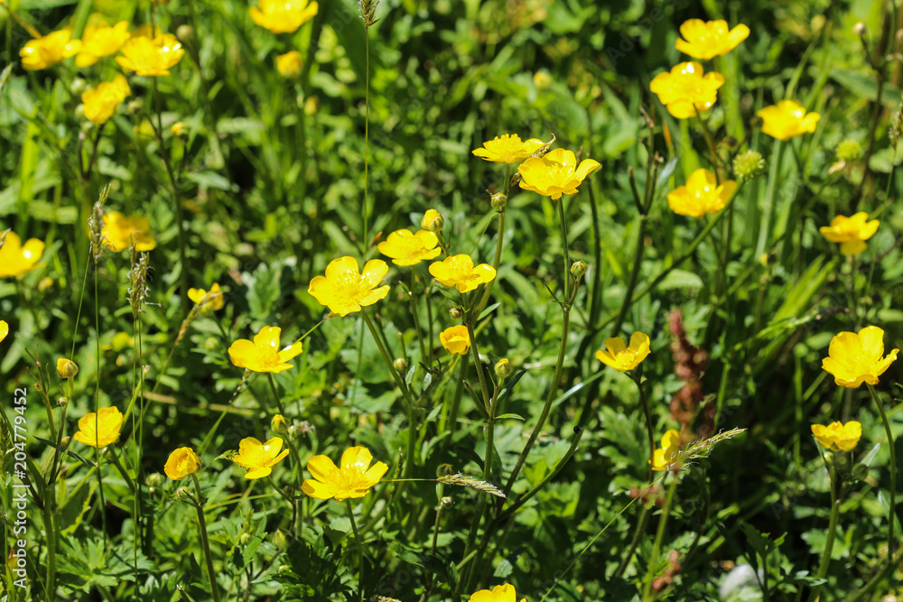 common meadow buttercup or tall buttercup (Ranunculus acris) blooming in spring