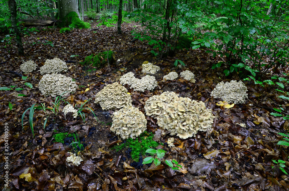 Obraz premium Pilze im Laubwald, Eichhase, Polyporus umbellatus