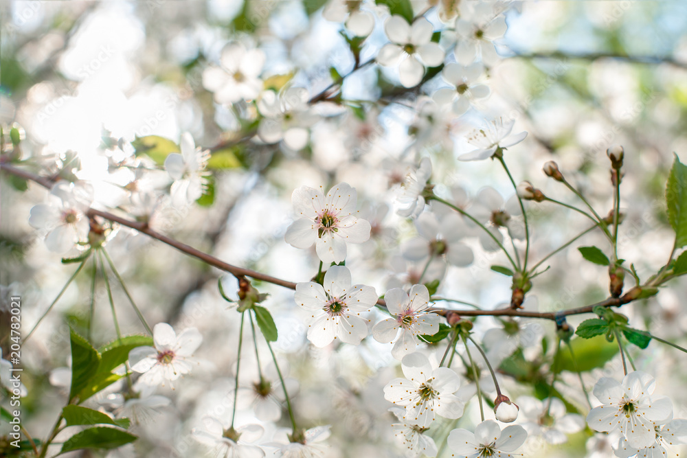 Blooming bird-cherry flowers close up. Tree with white spring flowers Blooming bird-cherry flowers close up. Tree with white spring flowers