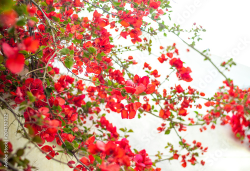 Red Bougainvillea